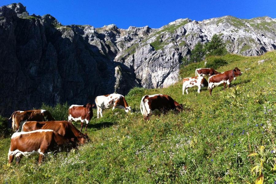 Aignerhof Lägenhet Flachau Exteriör bild